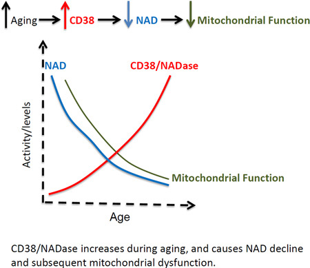 Graph of CD38, NAD, and mitochondrial function.